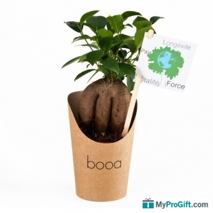 Pot en carton avec Ficus ginseng ou Olivier -102073