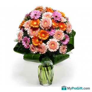 Plasir de Gerberas-105568